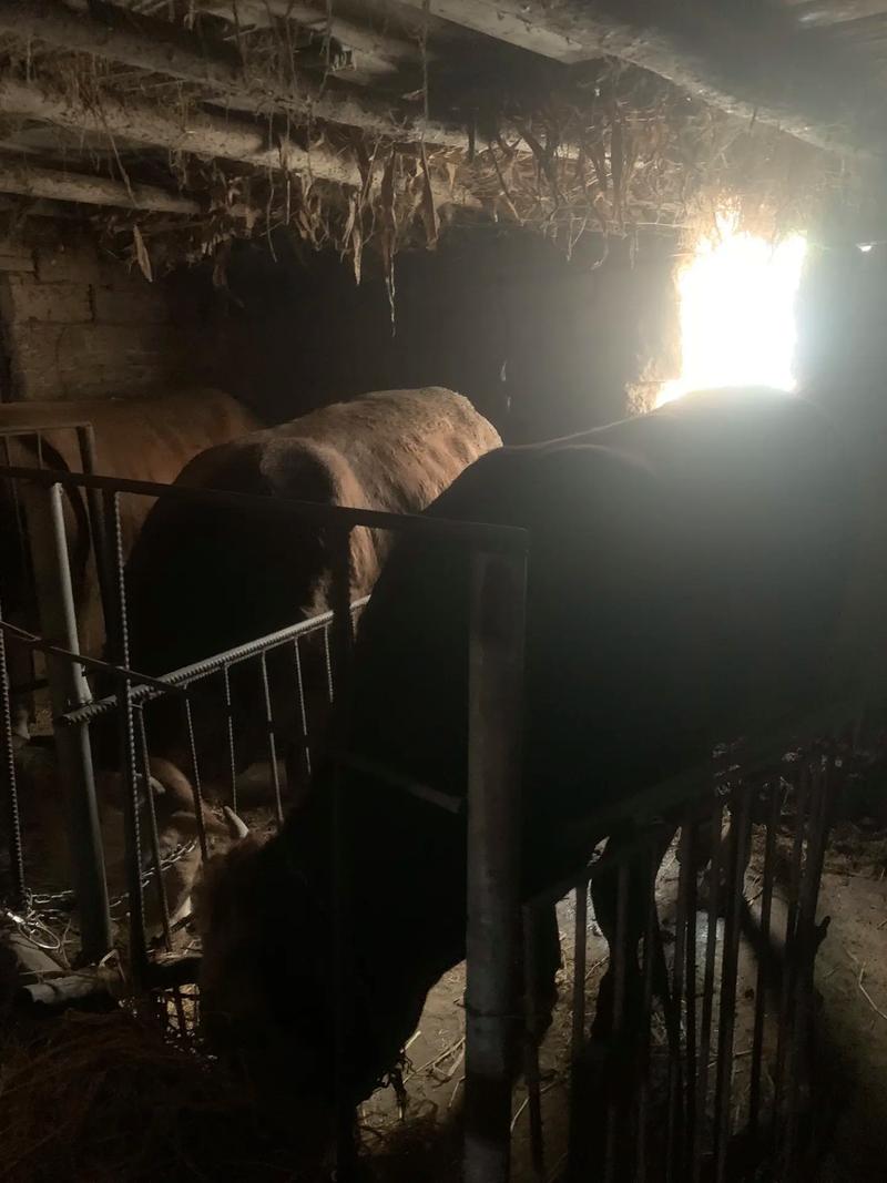 男子在出租屋养牛;男子在出租屋养牛视频