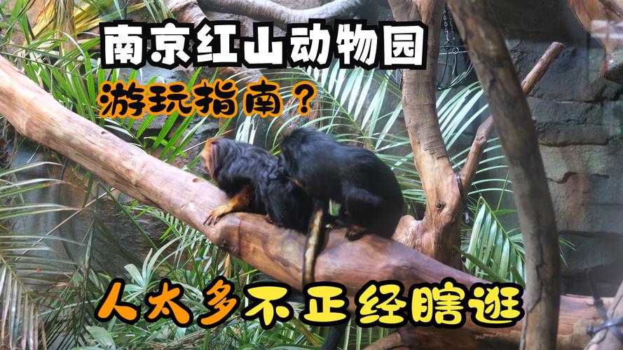 南京红山动物园爆火;南京红山动物园爆火事件原因